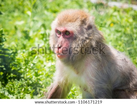 monkey in grass sitting