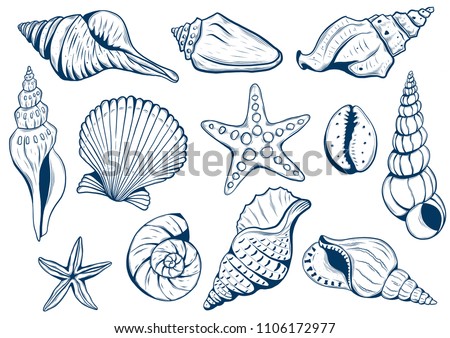 set of marine theme. Sea shells. different seashells on white background color navy peony. starfish. Vextor illustration Sketch style  Royalty-Free Stock Photo #1106172977