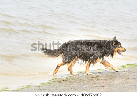 A dog is playing in the water on the beach