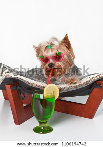 Funny dog with glasses lying in the couch hammock with a drink on a white background