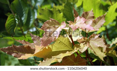 beautiful maple leaves