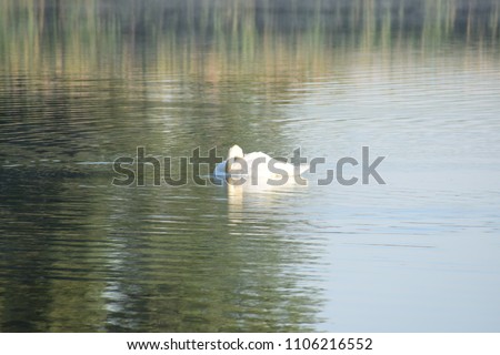 swamp on the lake