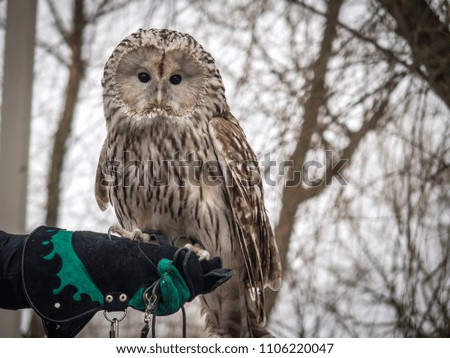 Owl sits on the owner's hand