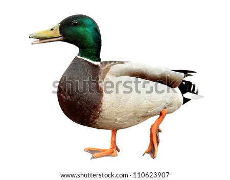Mallard Duck with clipping path. Colourful mallard duck isolated on white background . duck smiles