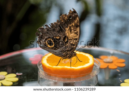 Owl butterfly ,caligo eurilochus.beautiful brown butterfly in the botanic garden in Munich