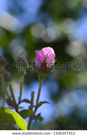 Tea rose on a bright green background