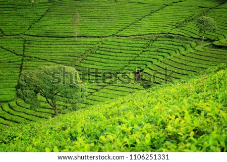 Cukul Tea Plantation Ciwidey Bandung, Jawa Barat