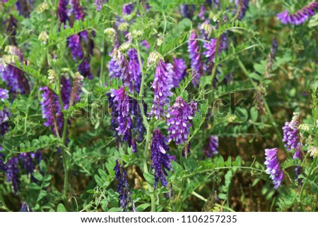 "Hairy vetch"which is clusterd in the field