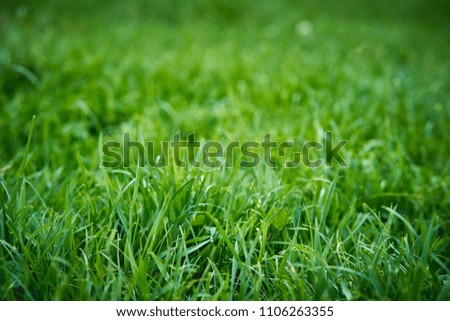 Green grass texture background. Nature and season concept. Blurred background. Landscape format.