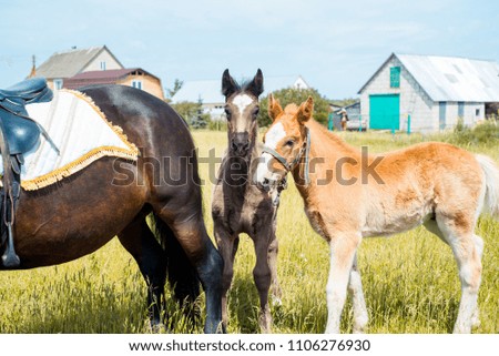 Portrait of a mare and her foal in rye field with beautiful green background.