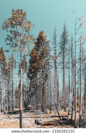 Trees after a wildfire