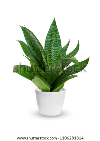 Young Sansevieria a potted plant isolated over white Royalty-Free Stock Photo #1106281814