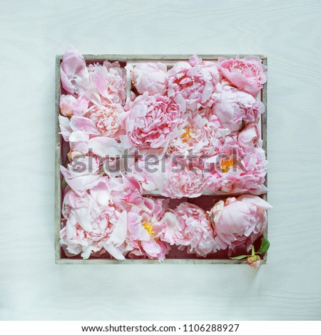 Beautiful pink, rose peonies decorated on white wood table, can be used as background