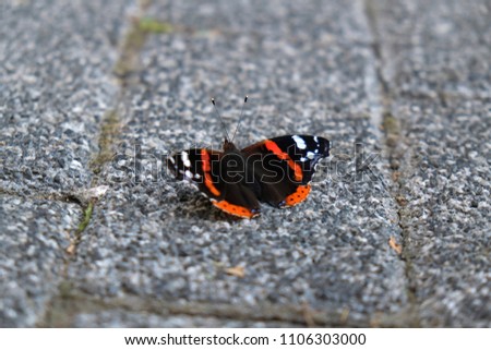 Black white and orange colored butterfly on stone ground at street