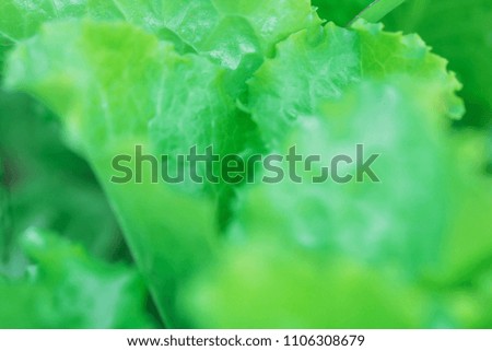 macro of Tree Leaves for nature background and save green concept,spa,soft and blur focus, made with gradient and filter colored.