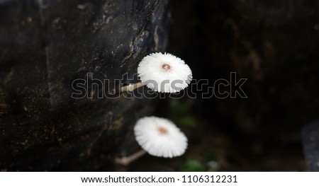 Magic Mushrooms growing  in bag.