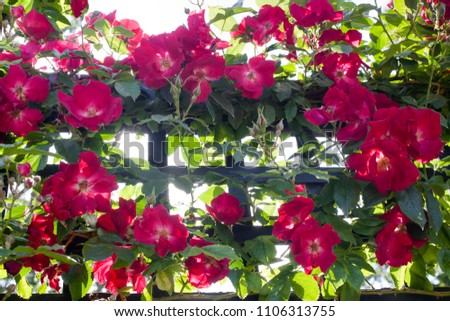 Red climbing roses on the trellis. Royalty-Free Stock Photo #1106313755