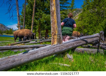 Outdoor view of fat woman taking picture very close to dangerous American Bison Buffalo grazing inside the forest in Yellowstone National Park