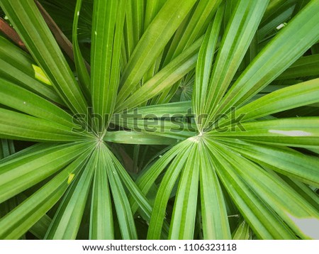 Close up fresh tropical green leaves on dark background in the park, nature summer forest plant concept