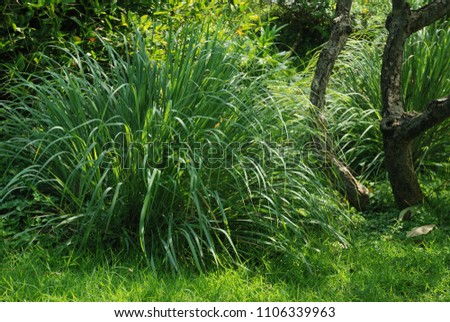 Cymbopogon citratus Biennial plant height about 4-6 feet long, slender, thistle-leaf The trunk is a clump of fragrant flowers, a bouquet of flowers with a large number of flowers. Royalty-Free Stock Photo #1106339963