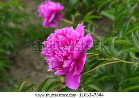The peony in the park
