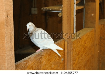 This beautiful picture shows a white pigeon sitting on a wood. the picture was taken in germany
