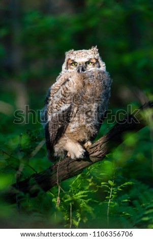 Great horned owlet deep in a boreal forest Quebec Canada.