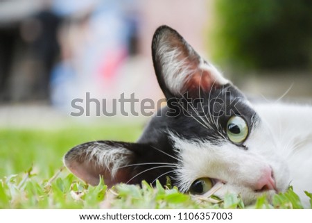 Tabby. Cat with field background view with Copy space.