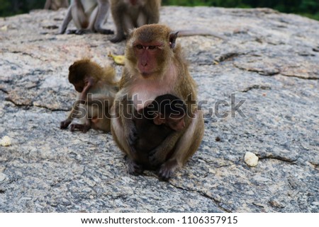 This beautiful picture shows a wild monkey mother with her little monkey baby in her arm. The picture was taken in Hua Hin Thailand