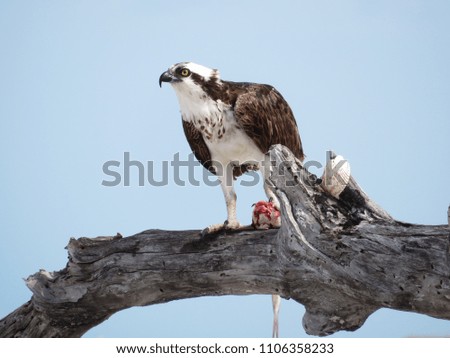 Osprey bird of prey on driftwood log
