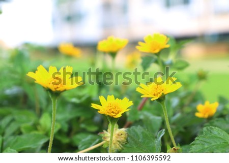 Yellow flower in garden. 