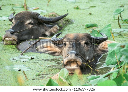 Buffalo swimming in the lotus pond to cool off.
