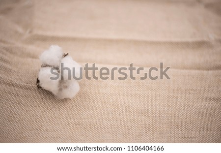 Cotton flower on fabric, copy space.