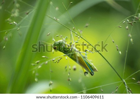 Grasshopper Pictures beautiful grass