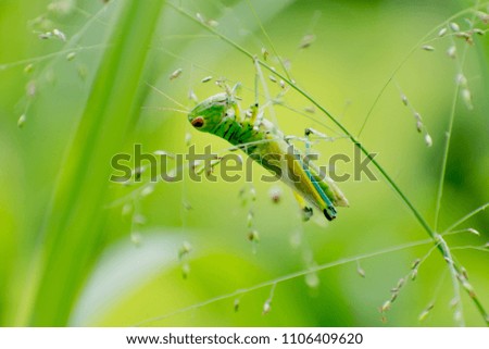 Grasshopper Pictures beautiful grass