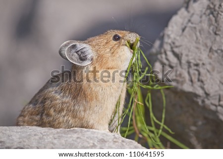 Pika collecting grass for the winter.