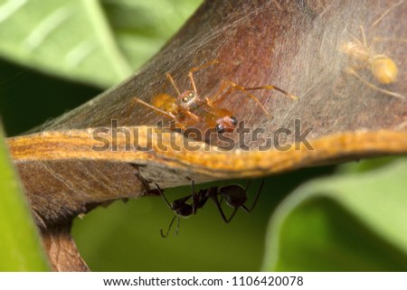 Ant mimic spider, Myrmarachne sp, Salticidae, Bangalore