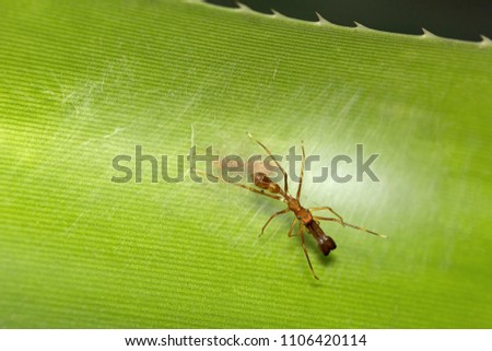 Ant mimicking spider, Myrmarachne sp, Salticidae, Bangalore