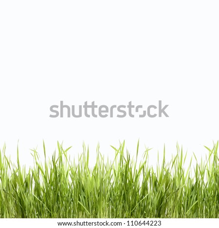 Abstract green  nature background with grass