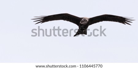 Beautiful booted eagle