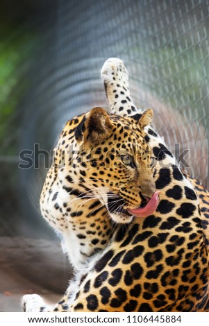 Leopard portrait leopard