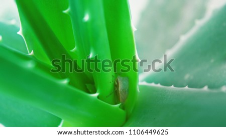 Green Aloevera plant with a bug in the center of its leaves with medicinal benefits used in beauty industry  
