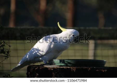 cockatoos enjoys daily feed time in the garden 