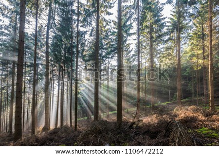 Sunrise in a coniferous forest with bright sunbeams