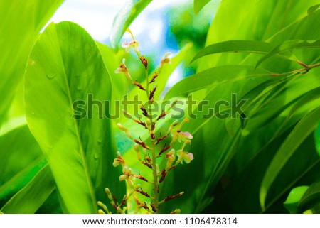 Flowers on green meadow. Floral background. Macro image