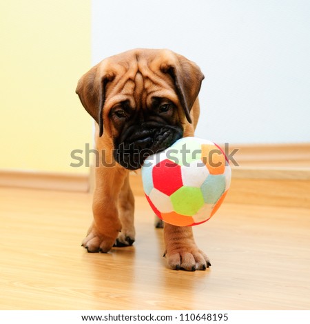 little puppy bullmastiff played in the house. square shape pictures