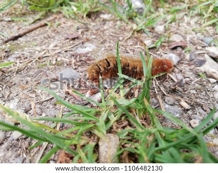 Caterpillar on the gravel ground
