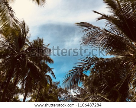coconut tree on the beach in summer.