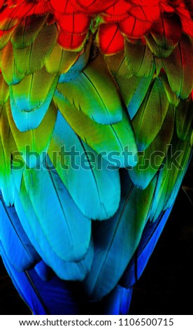 Close up feather Macaw colorful and very beautiful