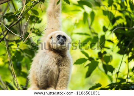 Picture cute of white-handed gibbon in the rainforest, Thailand